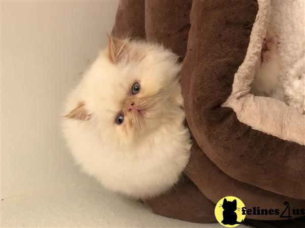 Magnolia Mousers Picture 1